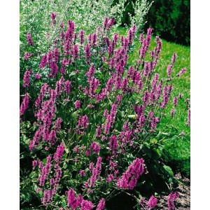 Blühende Stachys Officinalis Betonie Staude mit purpurroten Blüten im Garten.
