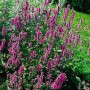 Blühende Stachys Officinalis Betonie Staude mit purpurroten Blüten im Garten.