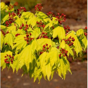 Japanischer Goldahorn (Acer shirasawanum Aureum) mit gelben Blättern und roten Blüten.