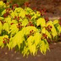 Japanischer Goldahorn (Acer shirasawanum Aureum) mit gelben Blättern und roten Blüten.