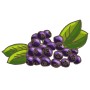 Illustration: Filzige Apfelbeere (Aronia) mit violett-schwarzen Beeren und grünen Blättern.