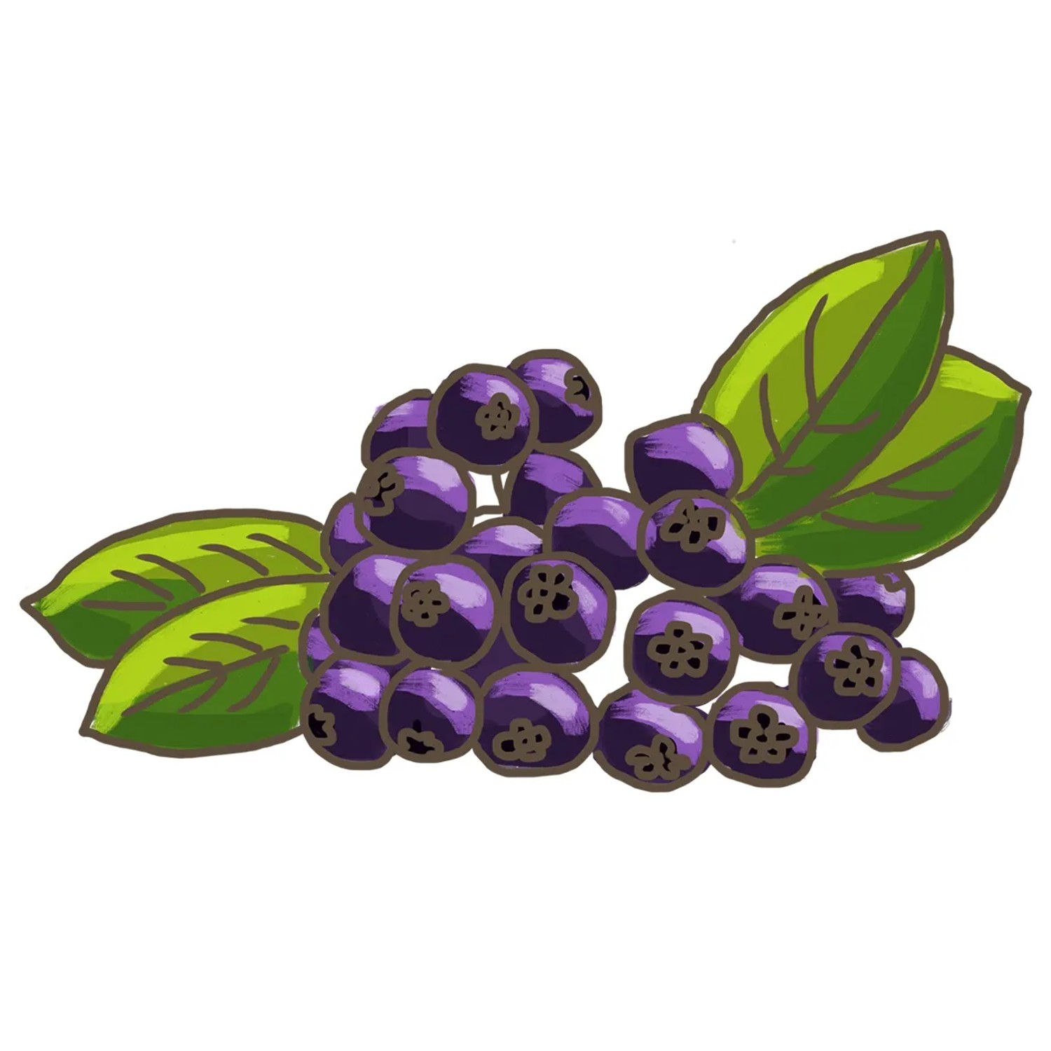 Illustration: Filzige Apfelbeere (Aronia) mit violett-schwarzen Beeren und grünen Blättern.