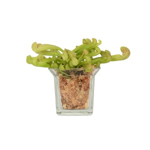 Schlauchpflanze Mix im Glasgefäß, Topf-Ø ca. 8 cm. Fleischfressende Pflanze im transparenten Topf.