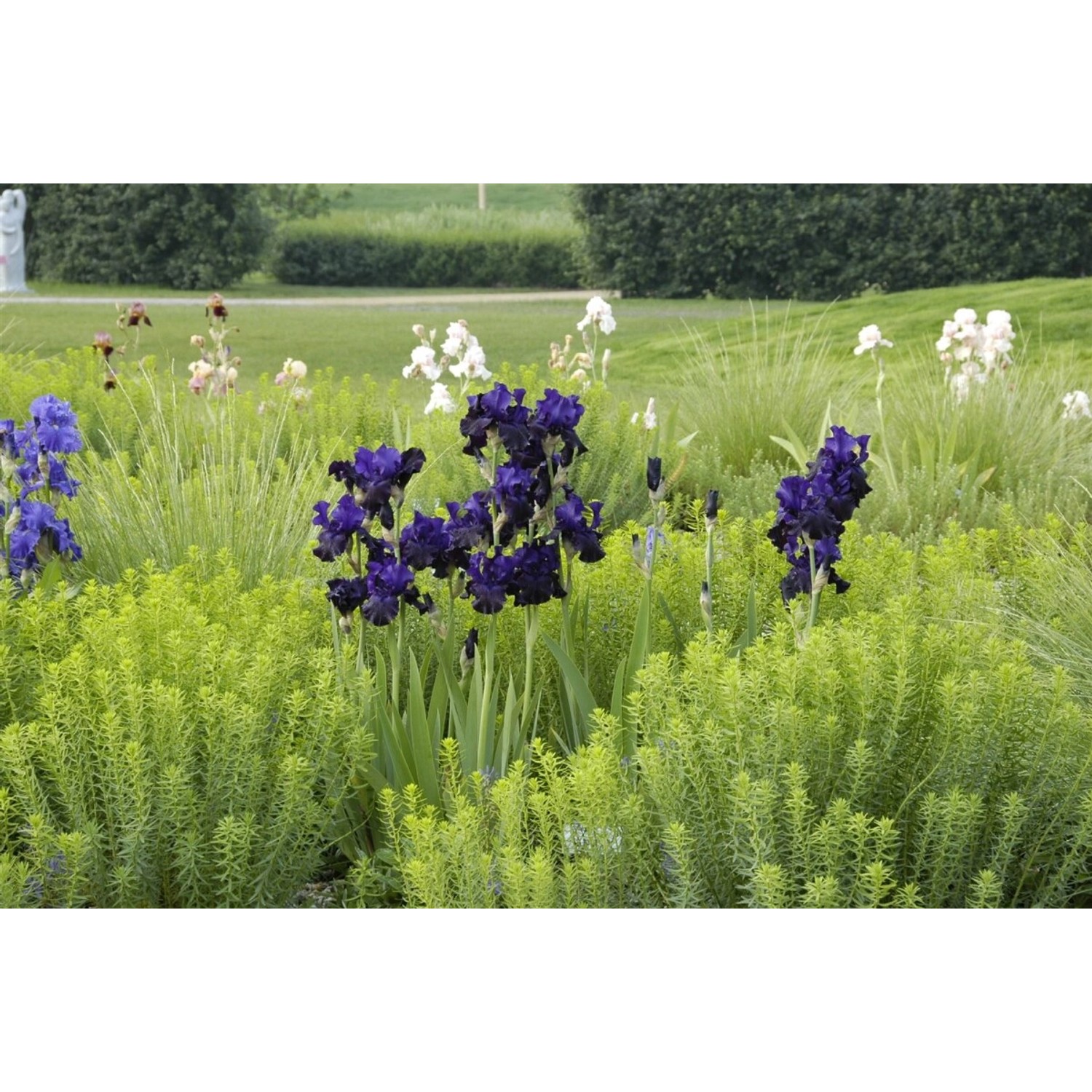 Iris X Barb.-Elat.'Dusky Challenger' Schwertlilie Ca. 11x11 cm Topf günstig online kaufen
