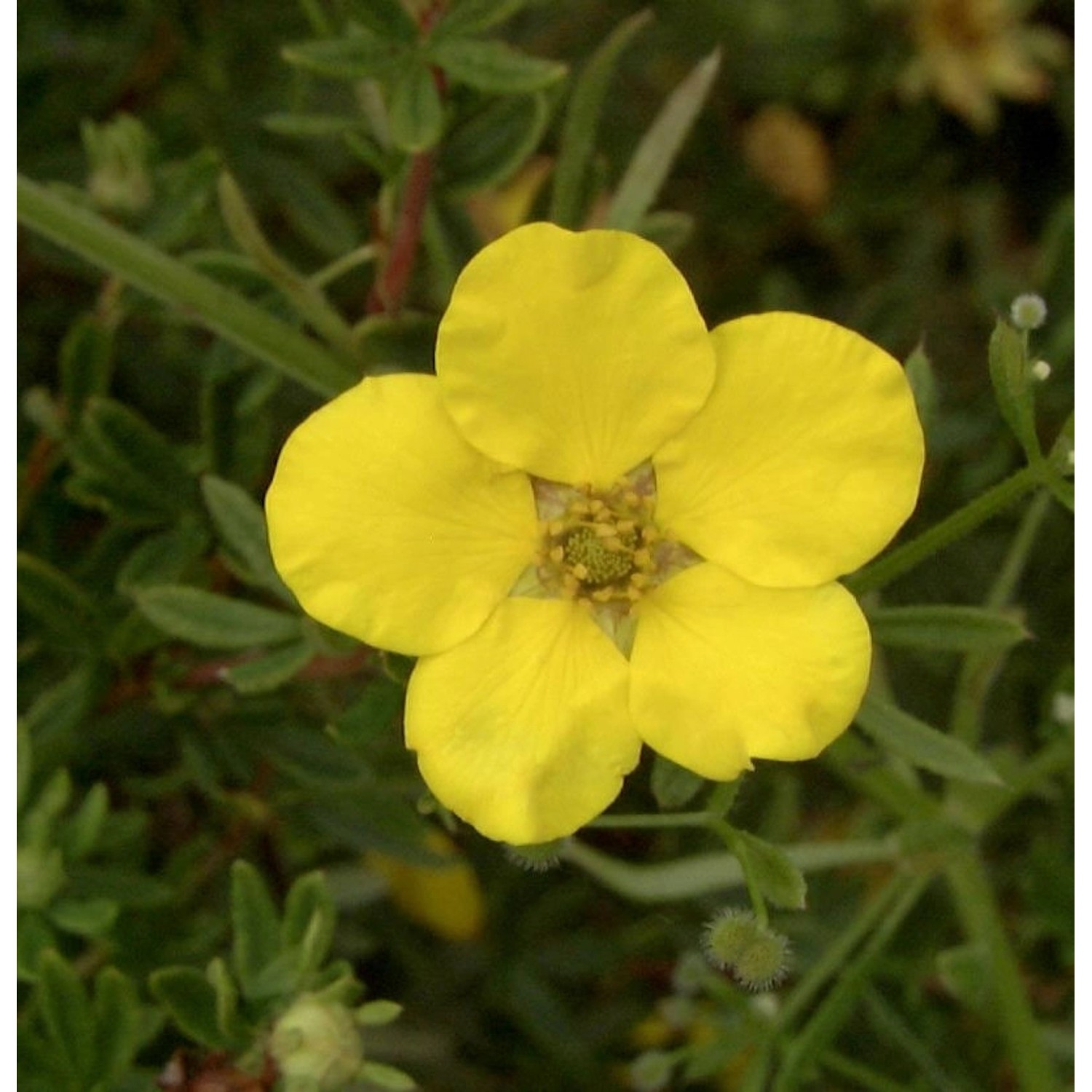 10x Kleiner Spierstrauch Klondike - Potentilla fruticosa günstig online kaufen