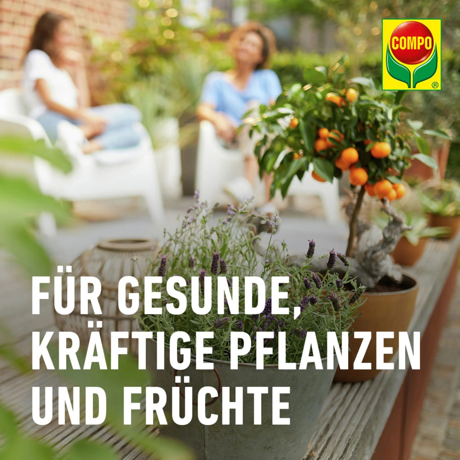 Compo Bio Zitruserde: Zitruspflanze mit Früchten und Lavendel auf einer Terrasse. Für gesunde Pflanzen und Früchte.