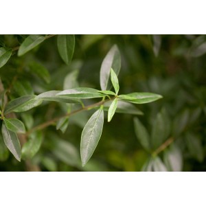 Detailaufnahme von Ligustrum vulgare (40-60 cm) mit grünen Blättern, ideal als Heckenpflanze.