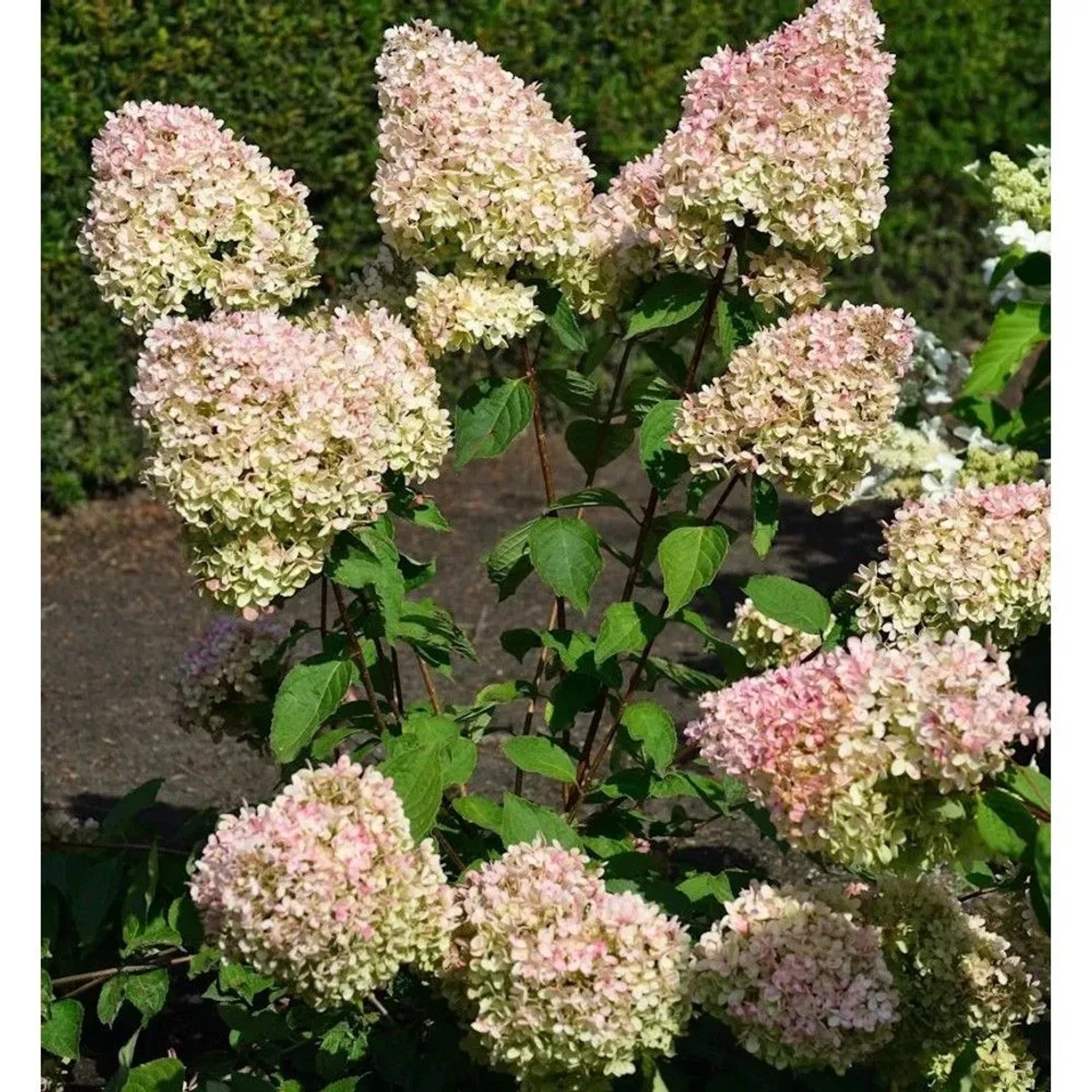 Hochstamm Rispenhortensie Grandiflora 100-125cm - Hydrangea paniculata