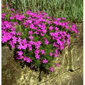 Teppich-Flammenblume 'Crackerjack' (Phlox Douglasii) mit pinkfarbenen Blüten auf einer Steinmauer.