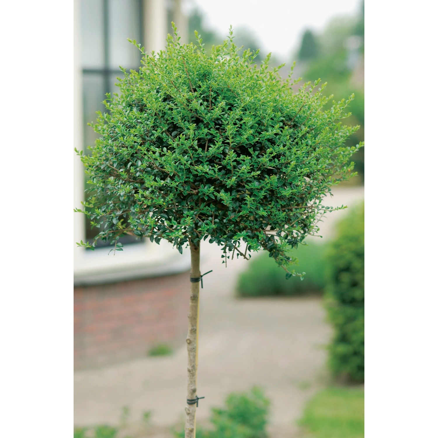 GROW by OBI Immergrner Liguster 65 cm 9 l kaufen bei OBI