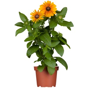 Gelber Garten-Sonnenhut (Rudbeckia) im Topf, ca. 13 cm Ø. Dekorative Balkonpflanze.