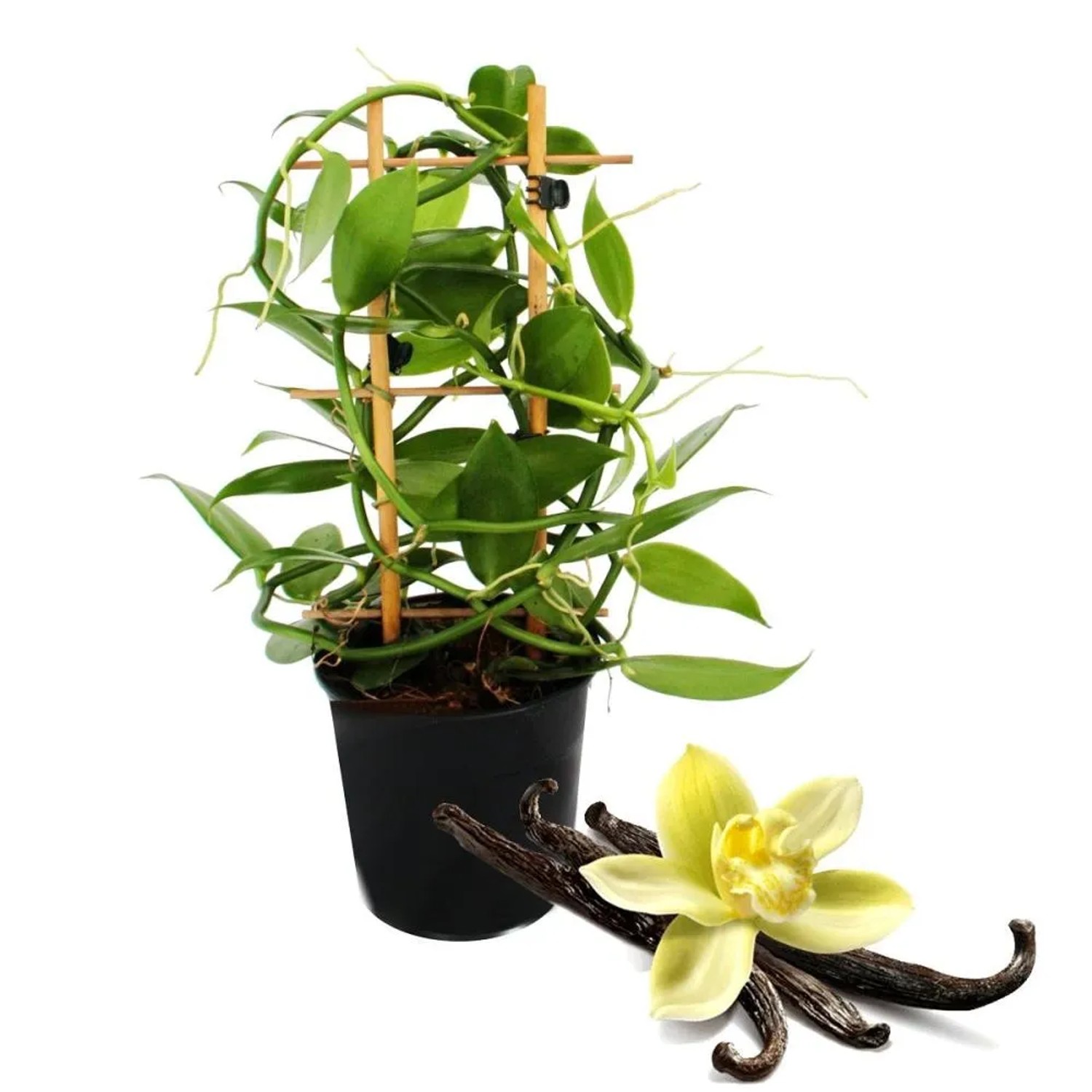 Exotenherz Vanille Pflanze am Spalier im 11cm Topf mit Vanilleblüte und -schoten.