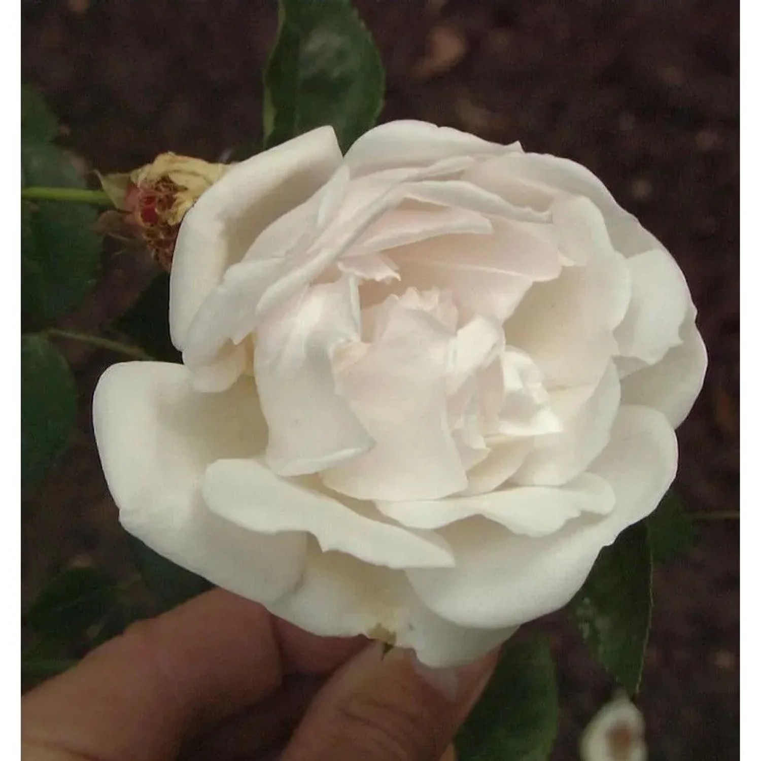Kletterrose Auguste Gervaise 30-60cm