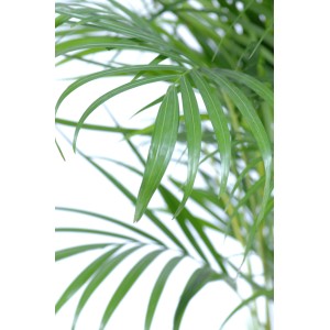 Detailaufnahme der grünen Blätter einer Goldfruchtpalme (Areca) im Topf. Zimmerpalme.