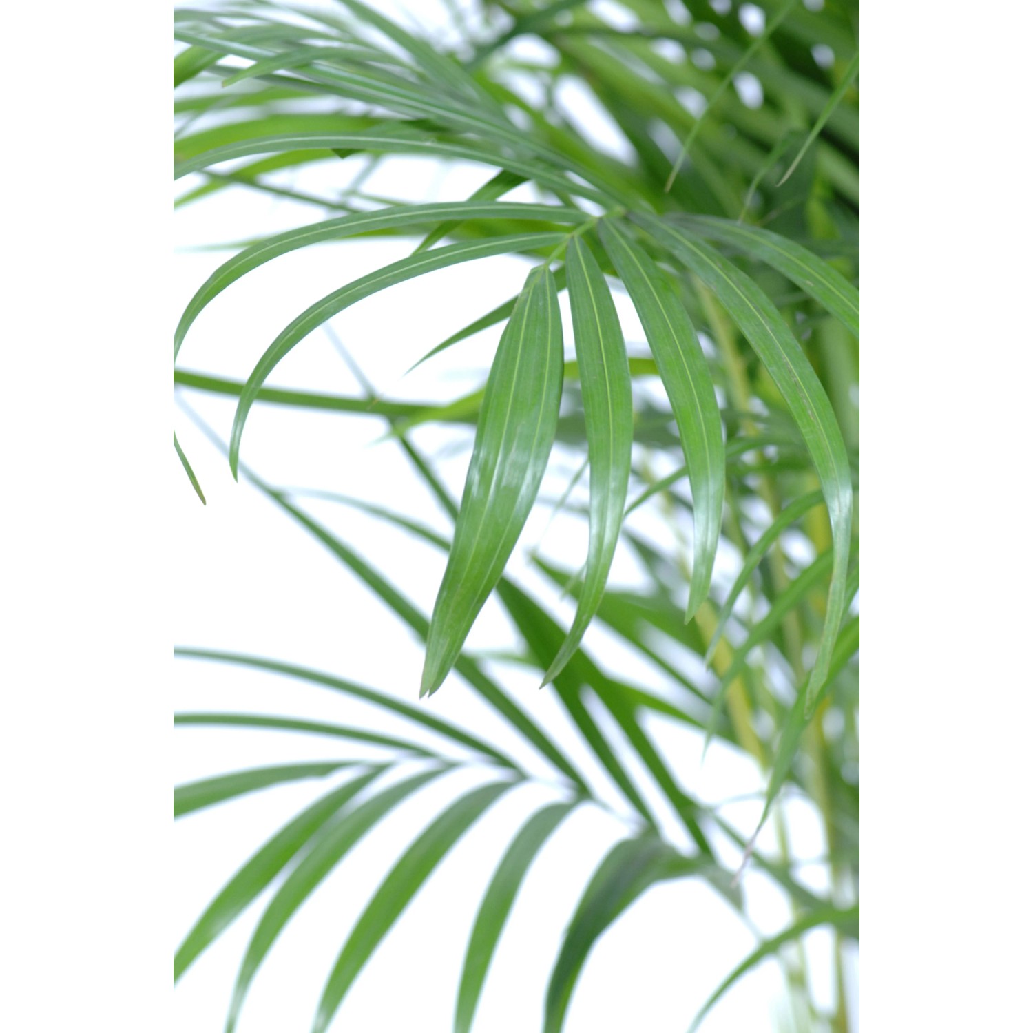Detailaufnahme der grünen Blätter einer Goldfruchtpalme (Areca) im Topf. Zimmerpalme.