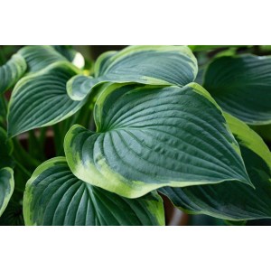 Hosta Sieboldiana 'Francee Williams' im Topf, grüne Blätter mit hellem Rand.