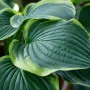Hosta Sieboldiana 'Francee Williams' im Topf, grüne Blätter mit hellem Rand.