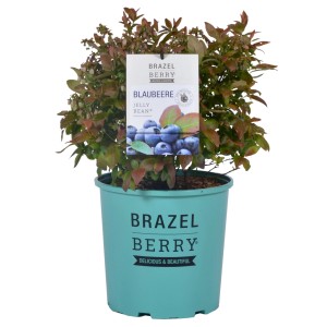 Heidelbeere Jelly Bean im Topf, ca. 25-30 cm hoch, mit attraktiver Laubfärbung.