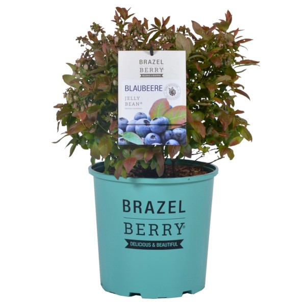 Heidelbeeren kaufen bei OBI