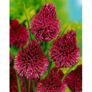 Purpurroter Kugellauch (Allium sphaerocephalon) im 9x9 cm Topf.