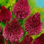 Purpurroter Kugellauch (Allium sphaerocephalon) im 9x9 cm Topf.