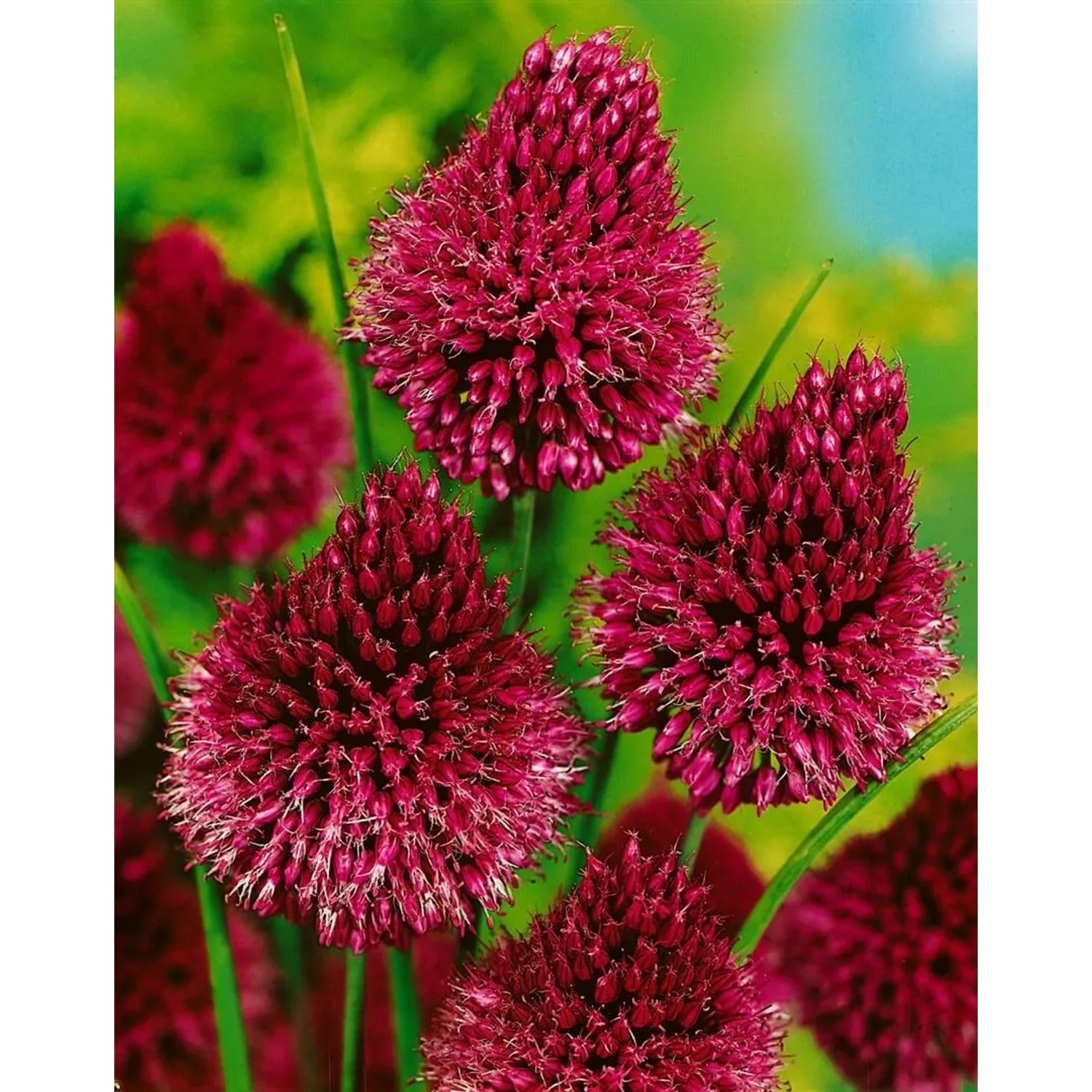 Purpurroter Kugellauch (Allium sphaerocephalon) im 9x9 cm Topf.