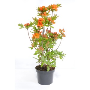 Sommergrüne Azalee "Gibraltar" Höhe ca. 40 cm Topf ca. 6 l Azalea knap hill