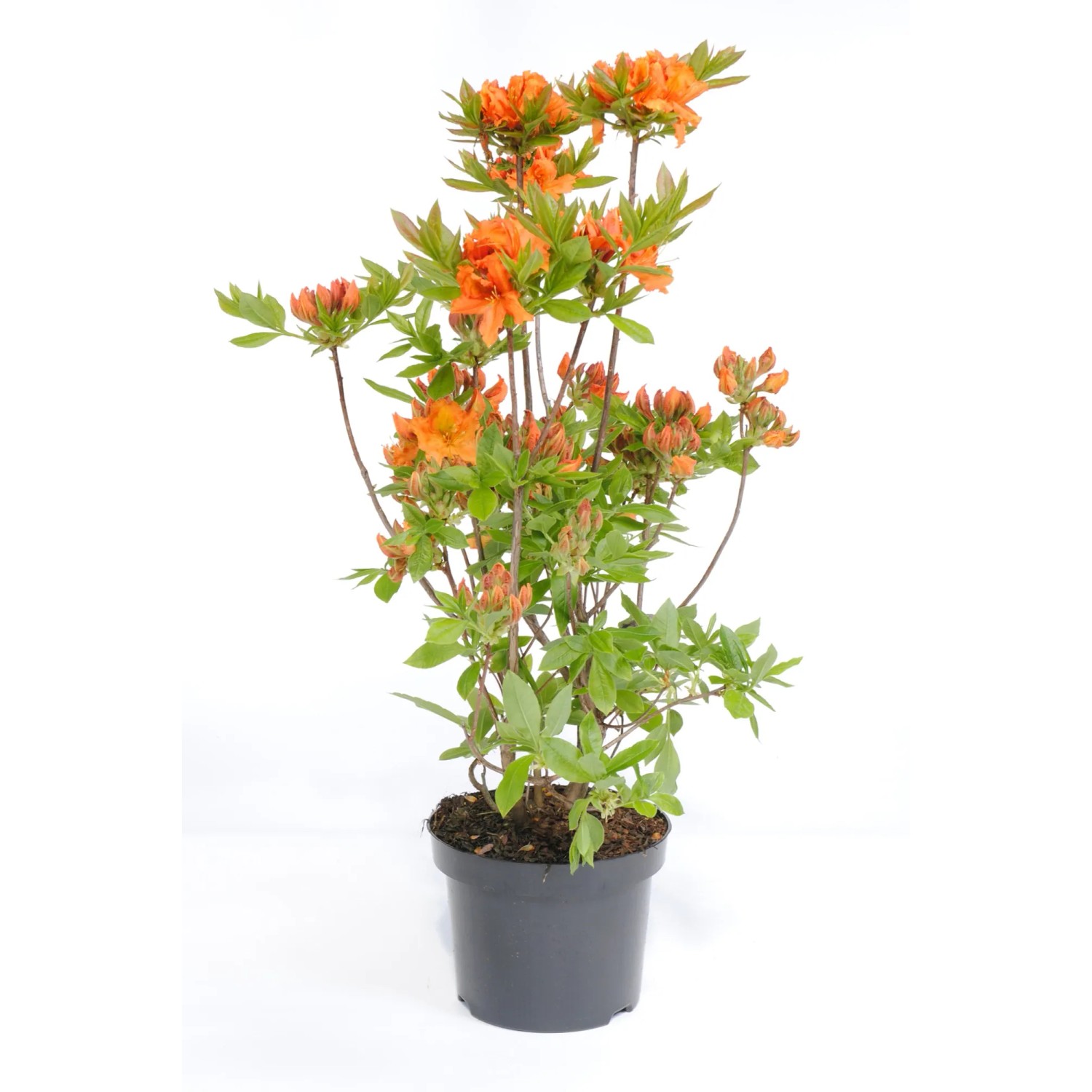 Azalee "Gibraltar" Höhe ca. 40 cm Topf ca. 6 l Azalea knap hill