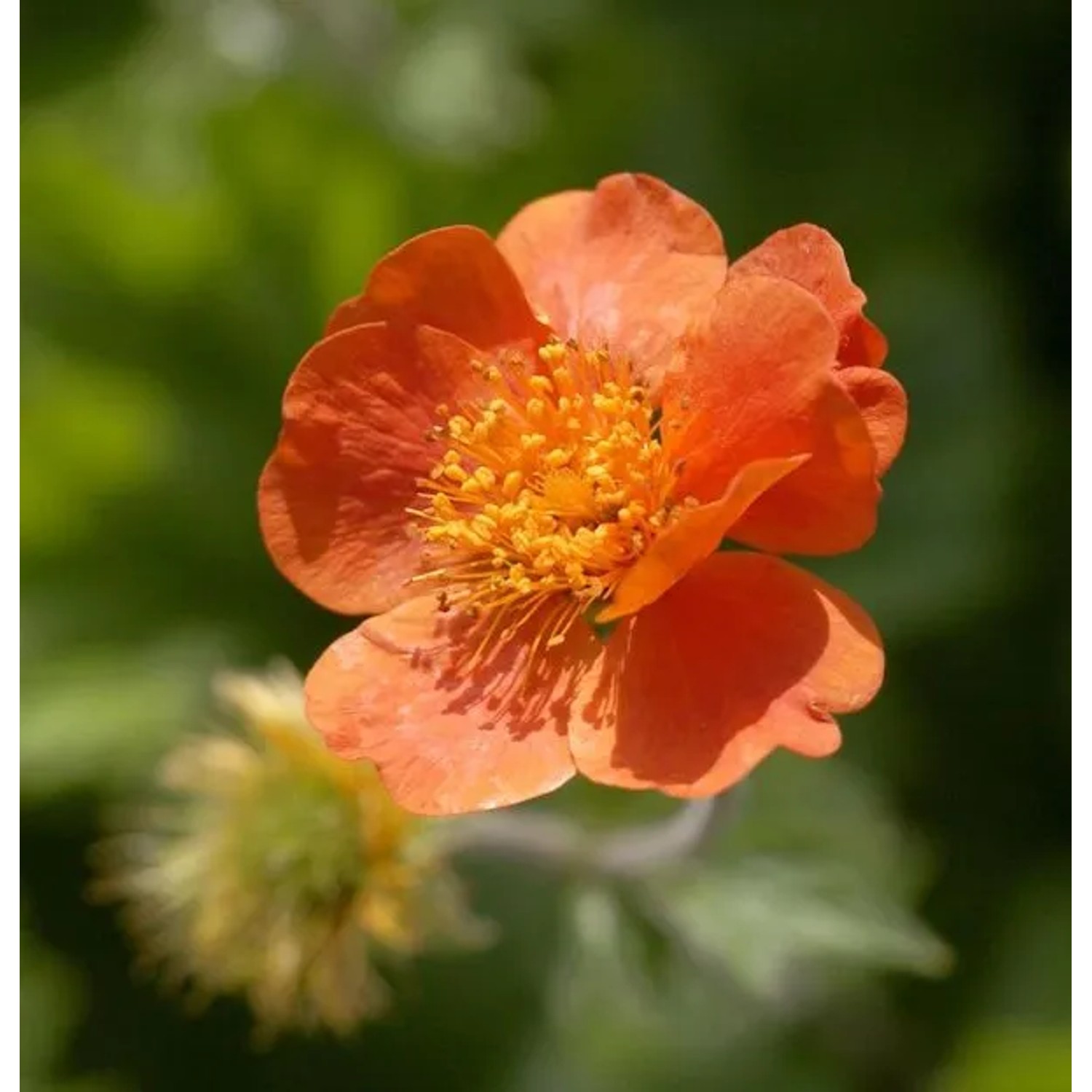 Roter Nelkenwurz Boris - Geum coccineum