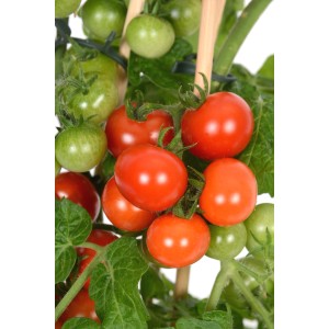 Strauch mit roten und grünen Cherrytomaten der Sorte Pick & Joy von GROW by OBI, ca. 40 cm hoch.