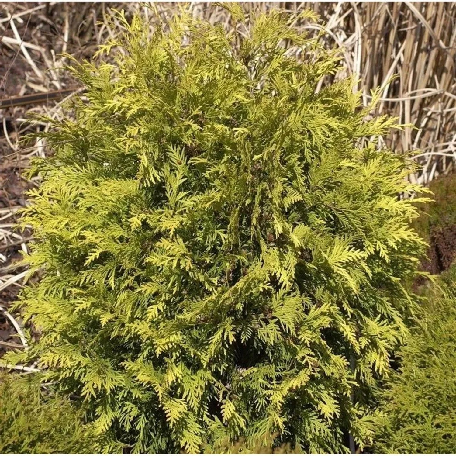 Lebensbaum Sunkist 50-60cm - Thuja occidentalis