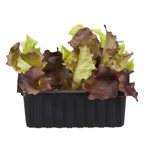 Kiepenkerl Eichblattsalat Rot in 6er Schale, frisches Blattgemüse für Salat.