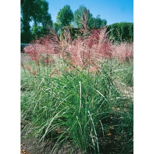 Miscanthus Sinensis Rotfeder Chinaschilf mit rotbraunen Halmen im Garten.
