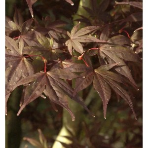 Fächerahorn Shojo normura (Acer palmatum) mit rot-braunen Blättern, Nahaufnahme.