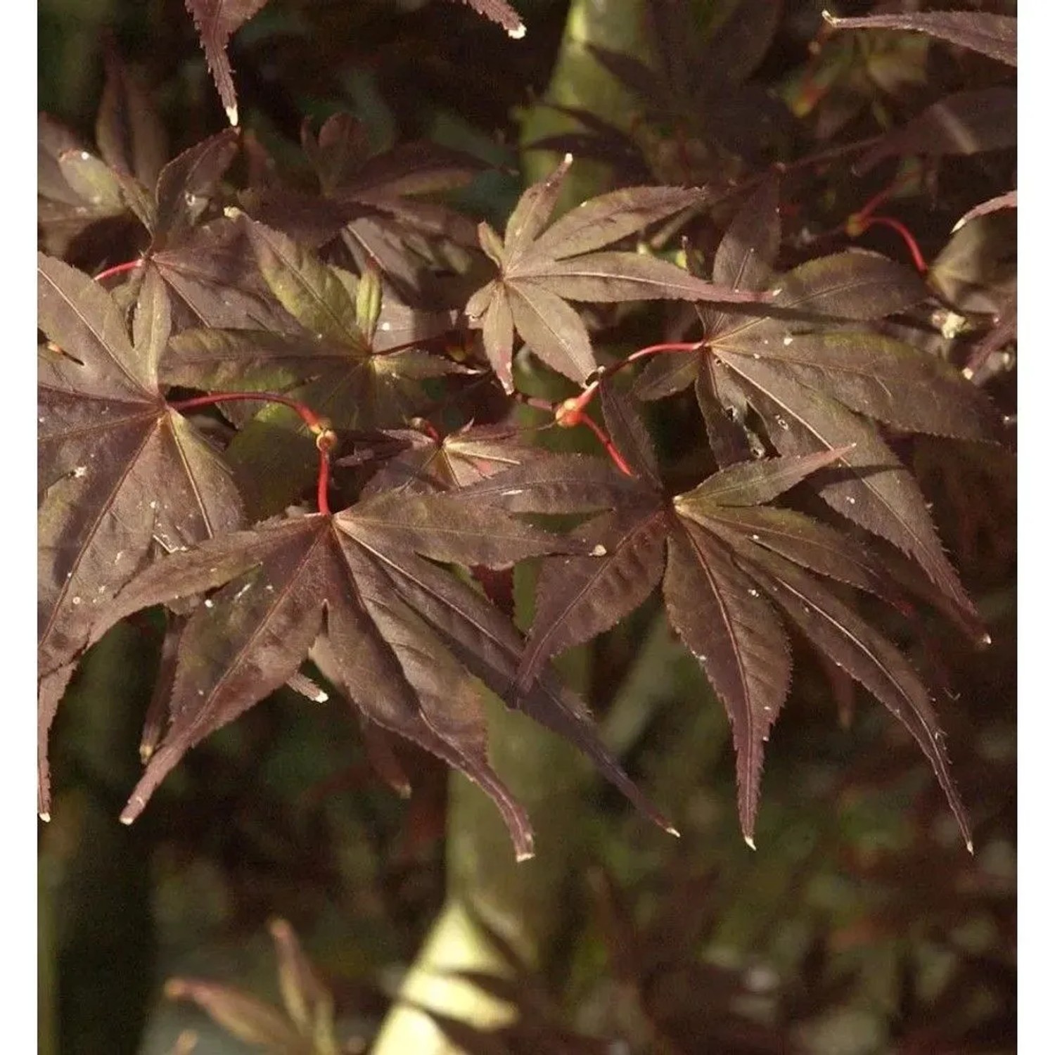 Fächerahorn Shojo normura 40-60cm - Acer palmatum