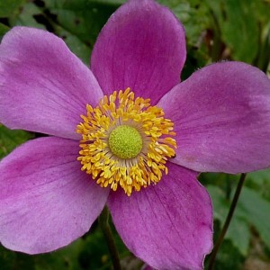 6 x Herbst-Anemone 'Splendens' Anemone hupehensis Topf 9cm Herbstblüher