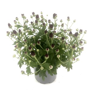 Herbstchrysantheme Mix im Topf, ca. 10,5 cm Durchmesser. Blühfreudige, farbenfrohe Kübelpflanze.