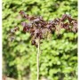 Rotblättrige Korkenzieher Hasel (Corylus avellana) als Hochstamm mit gedrehten Ästen und roten Blättern, im Garten.