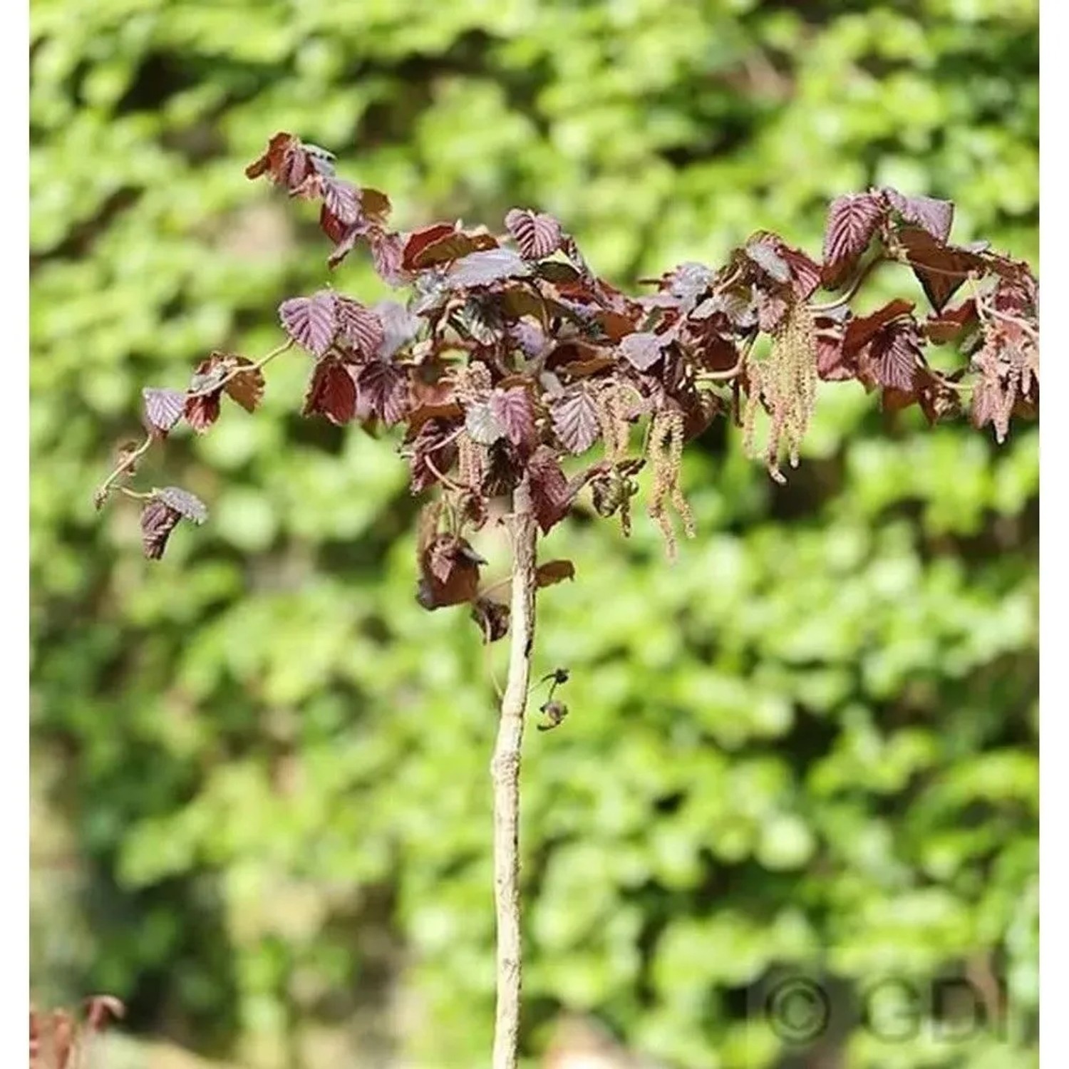 Hochstamm Rotblättrige Korkenzieher Hasel 80-100cm - Corylus avellana