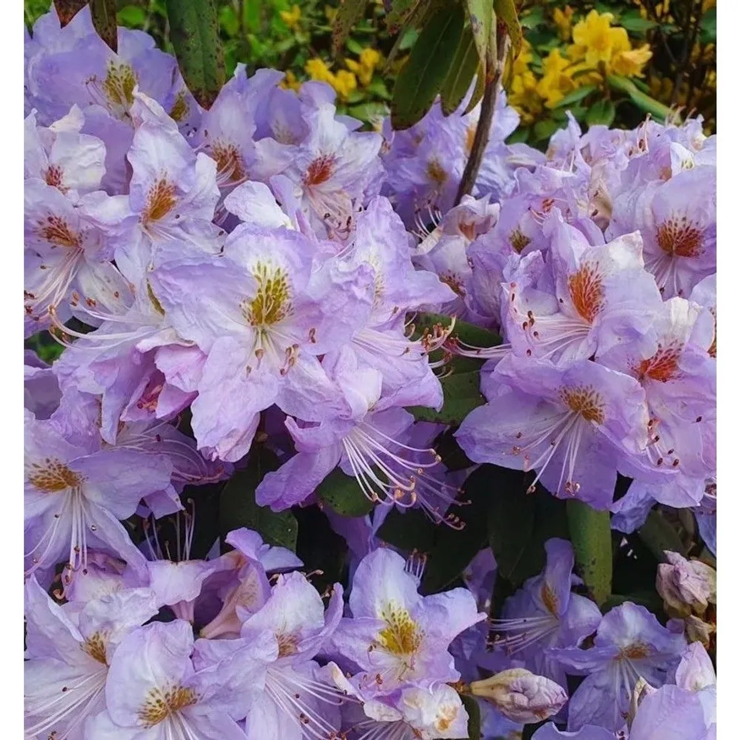 Augustines Rhododendron 40-50cm - Rhododendron augustinii