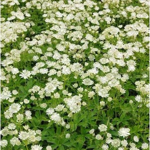 Nahaufnahme der weißen Blüten der Sterndolde Alba (Astrantia major) im Garten.