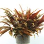 Dennerle Aquariumpflanze Cryptocoryne Affinis im Topf, rotbraune Blätter.