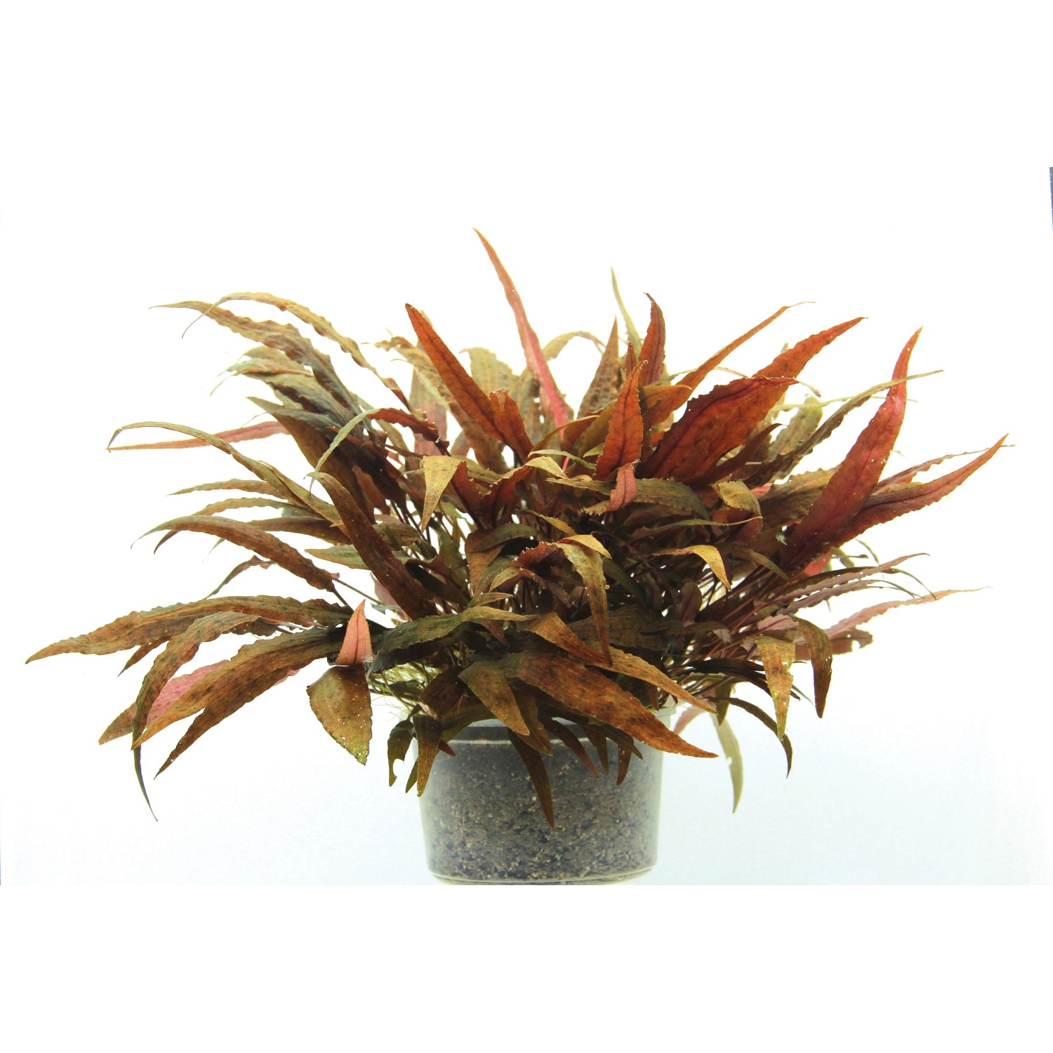 Dennerle Aquariumpflanze Cryptocoryne Affinis im Topf, rotbraune Blätter.
