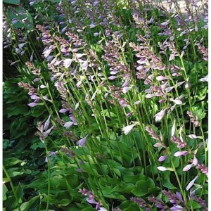 Blühende Schmalblattfunkie Harry van Trier (Hosta sieboldii) im Garten.