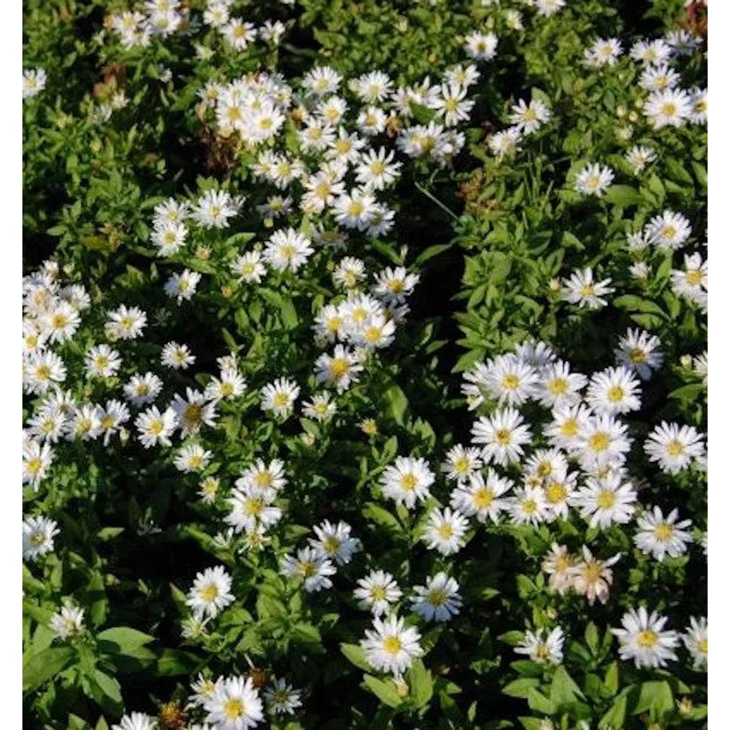 Kissenaster Schneekissen - Aster dumosus