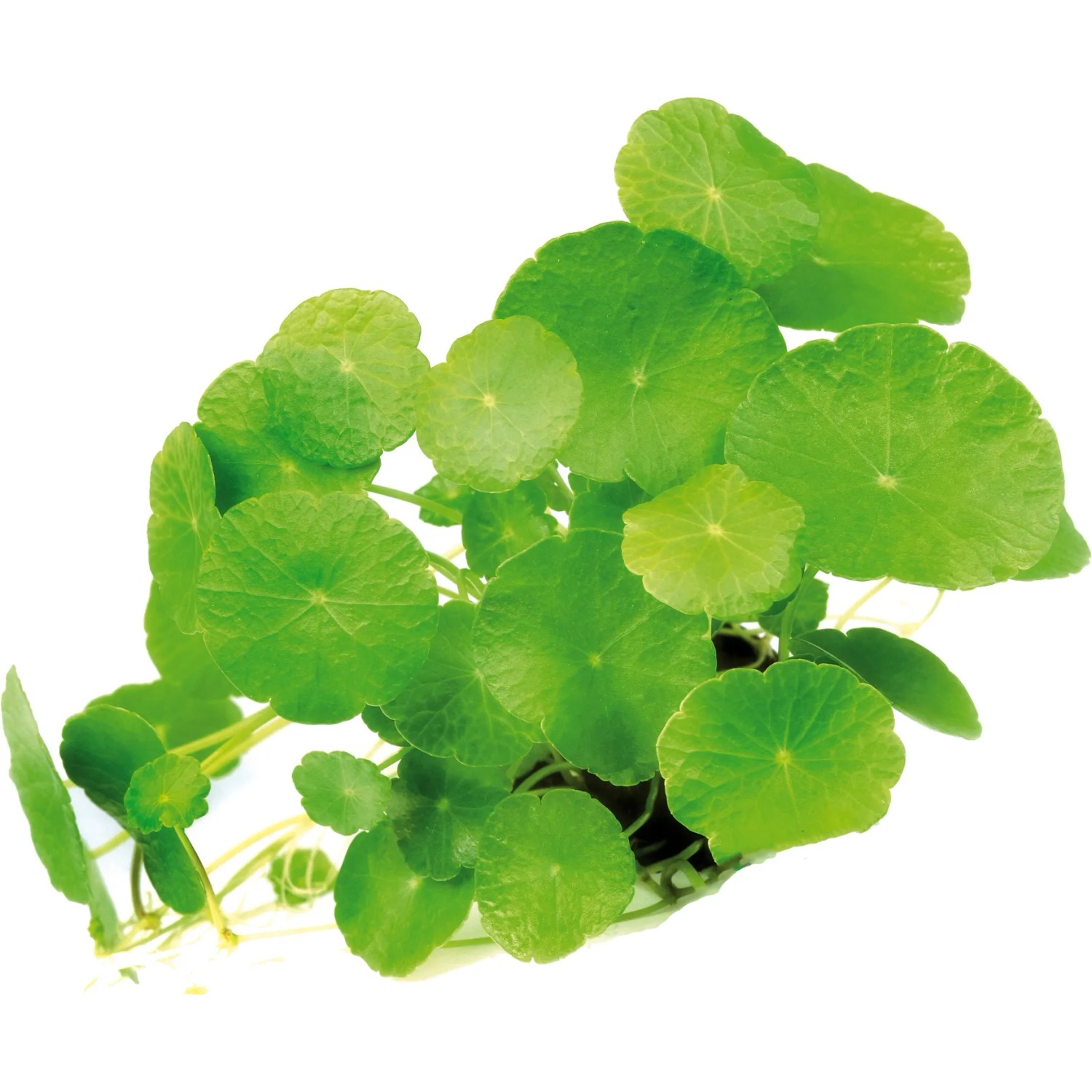 Dennerle Plants Aquariumpflanze Hydrocotyle Verticillata