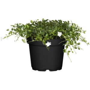 Kleinblättriges Immergrün Alba mit weißen Blüten im Topf, Vinca minor.