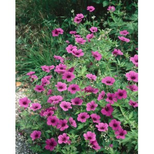 Armenischer Storchschnabel 'Ivan' mit leuchtend pinken Blüten im 9x9 cm Topf.
