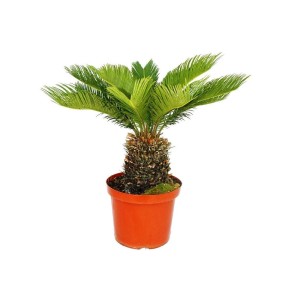 Japanischer Palmfarn (Cycas Revoluta) im Topf, grüne Wedel, Exotenherz für Zimmer & Garten.