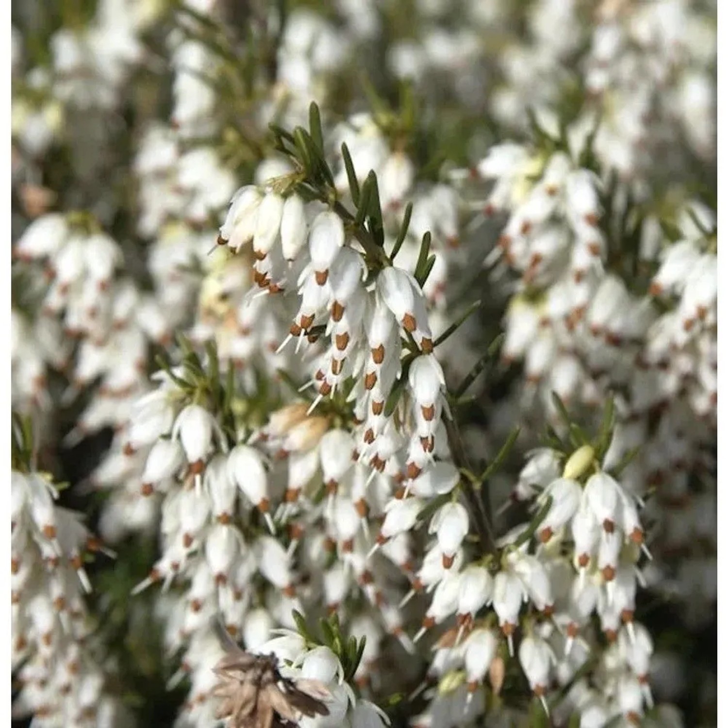 10x Englische Heide White Perfektion - Erica darleyensis
